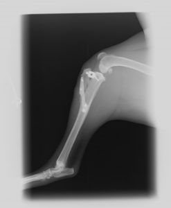 x-rays-06213506ce3652