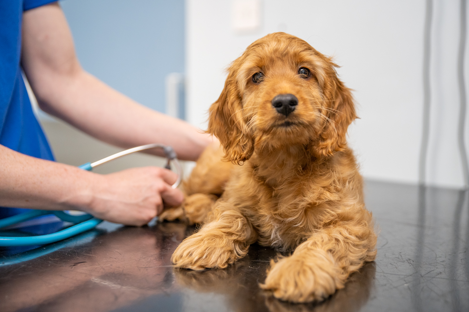 Aireworth Vets SA (Web) 102