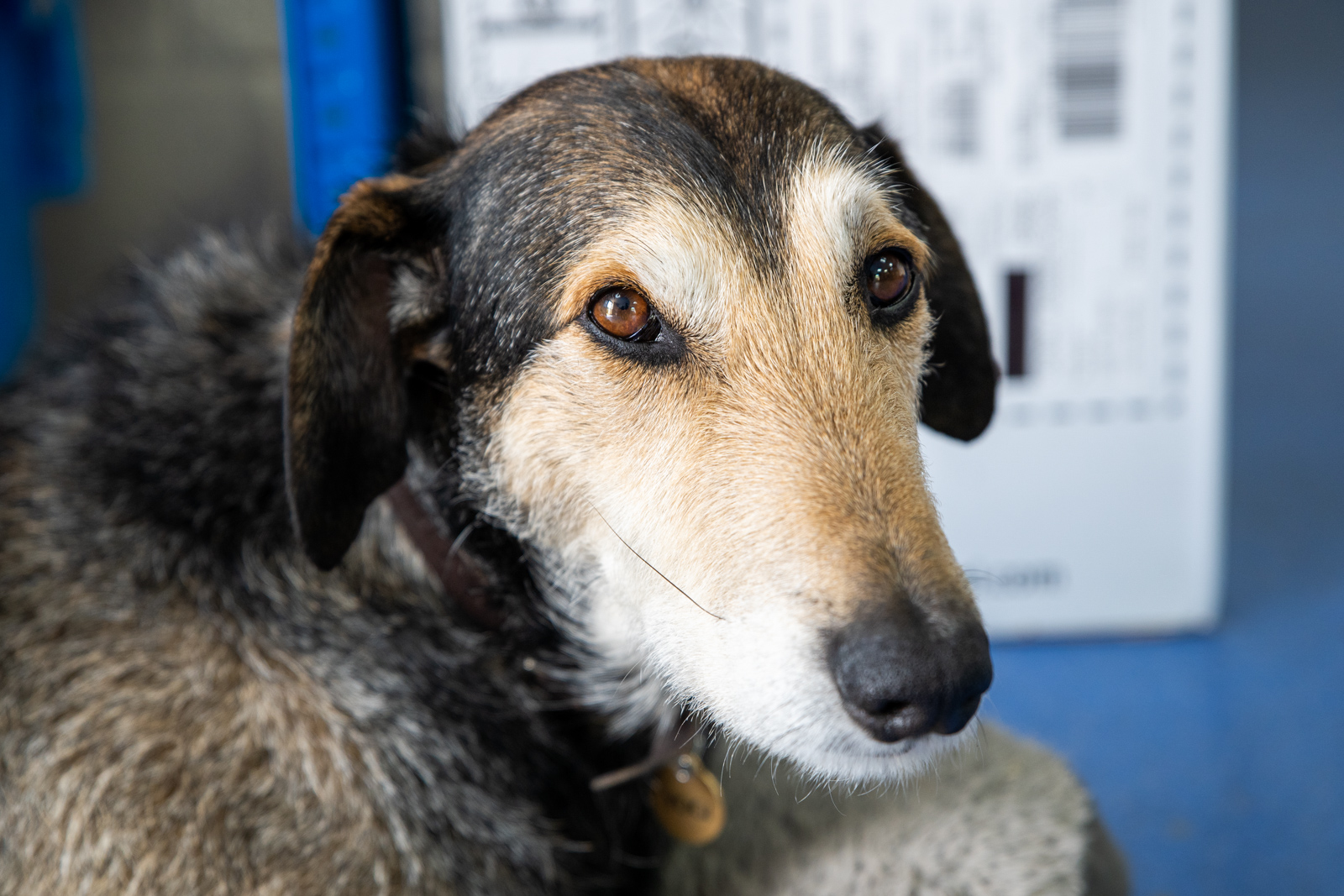 Stringer Equine (Web)-118