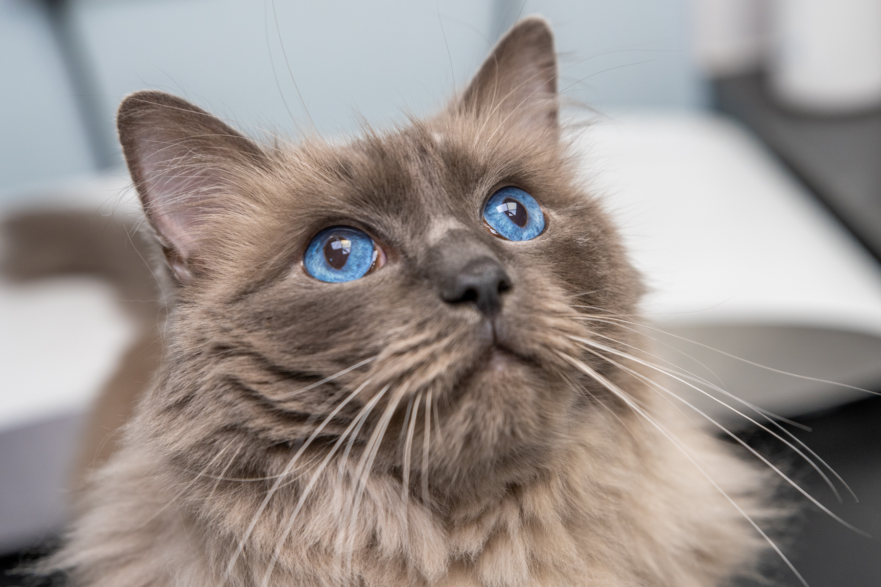 Tay Valley Vets (Web) 090