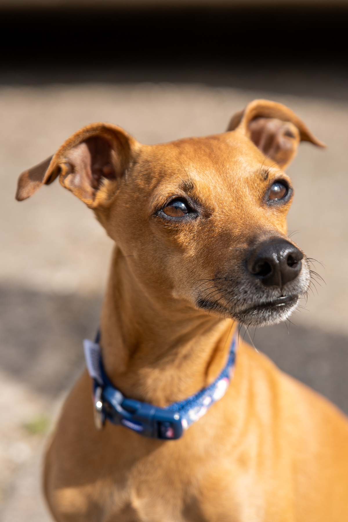 Tay Valley Vets (Web) 121