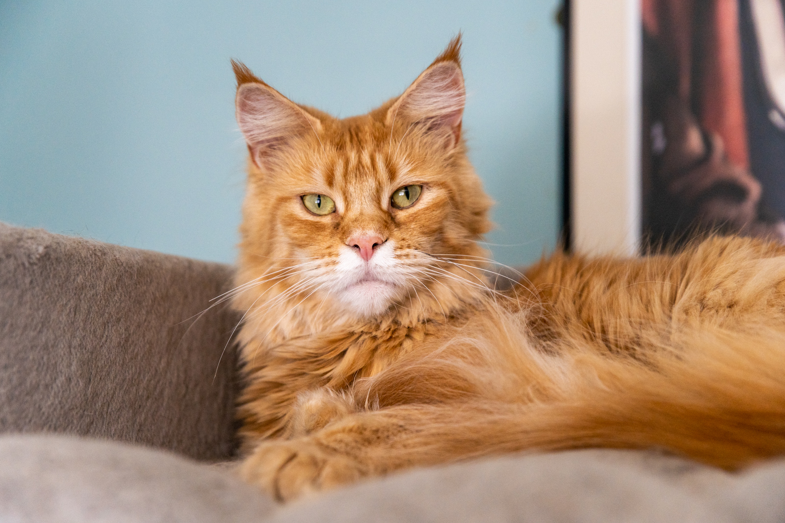 Westpoint - Sheep (Web)-41